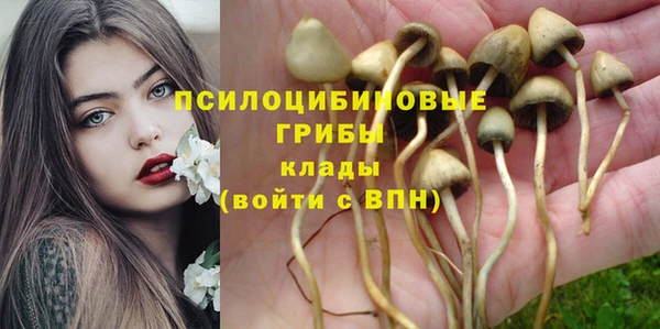 шишки Арсеньев